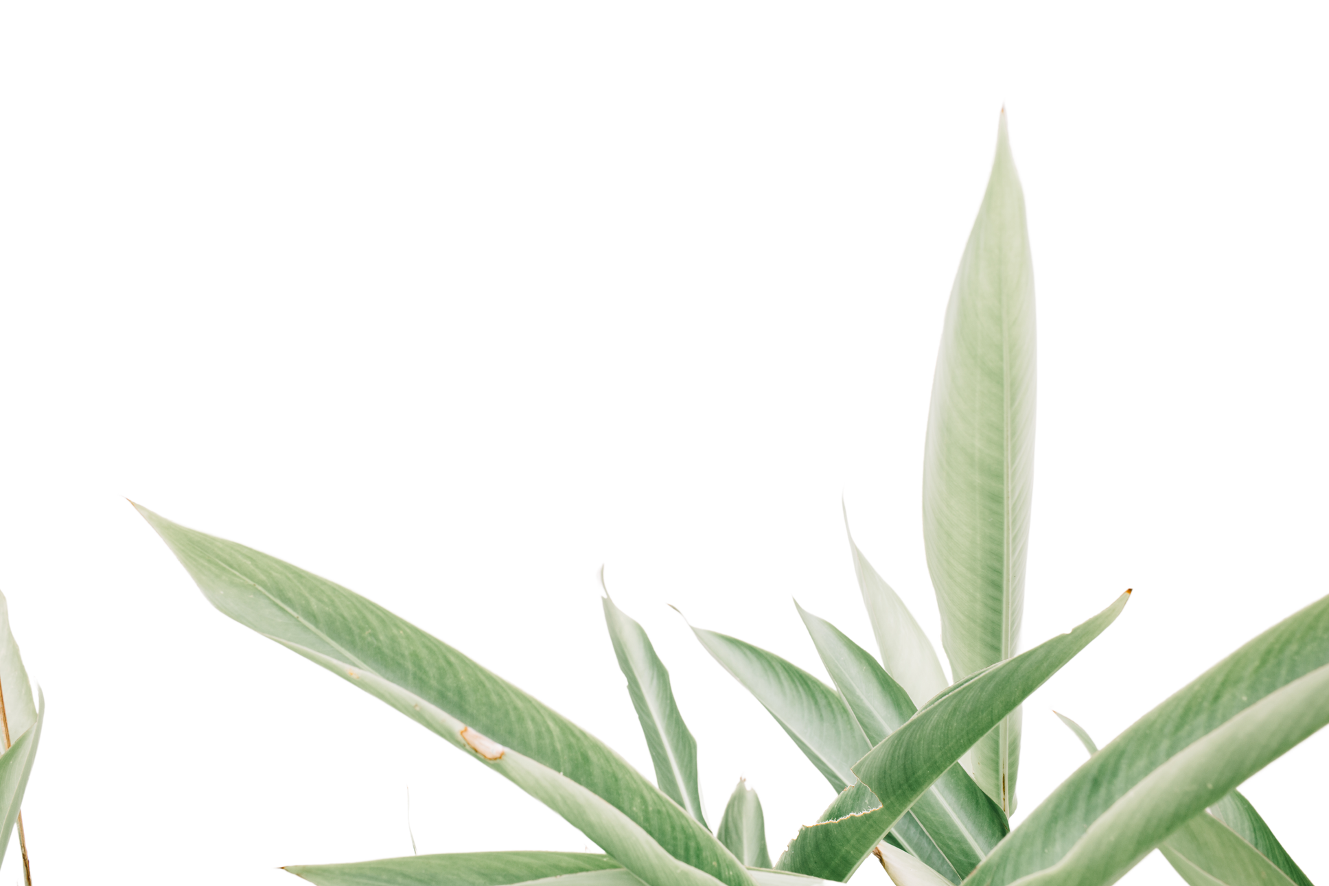 Plant Leaves